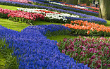 Keukenhof-dag 2024
