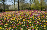 Keukenhof-dag 2024