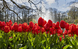 Keukenhof-dag 2024