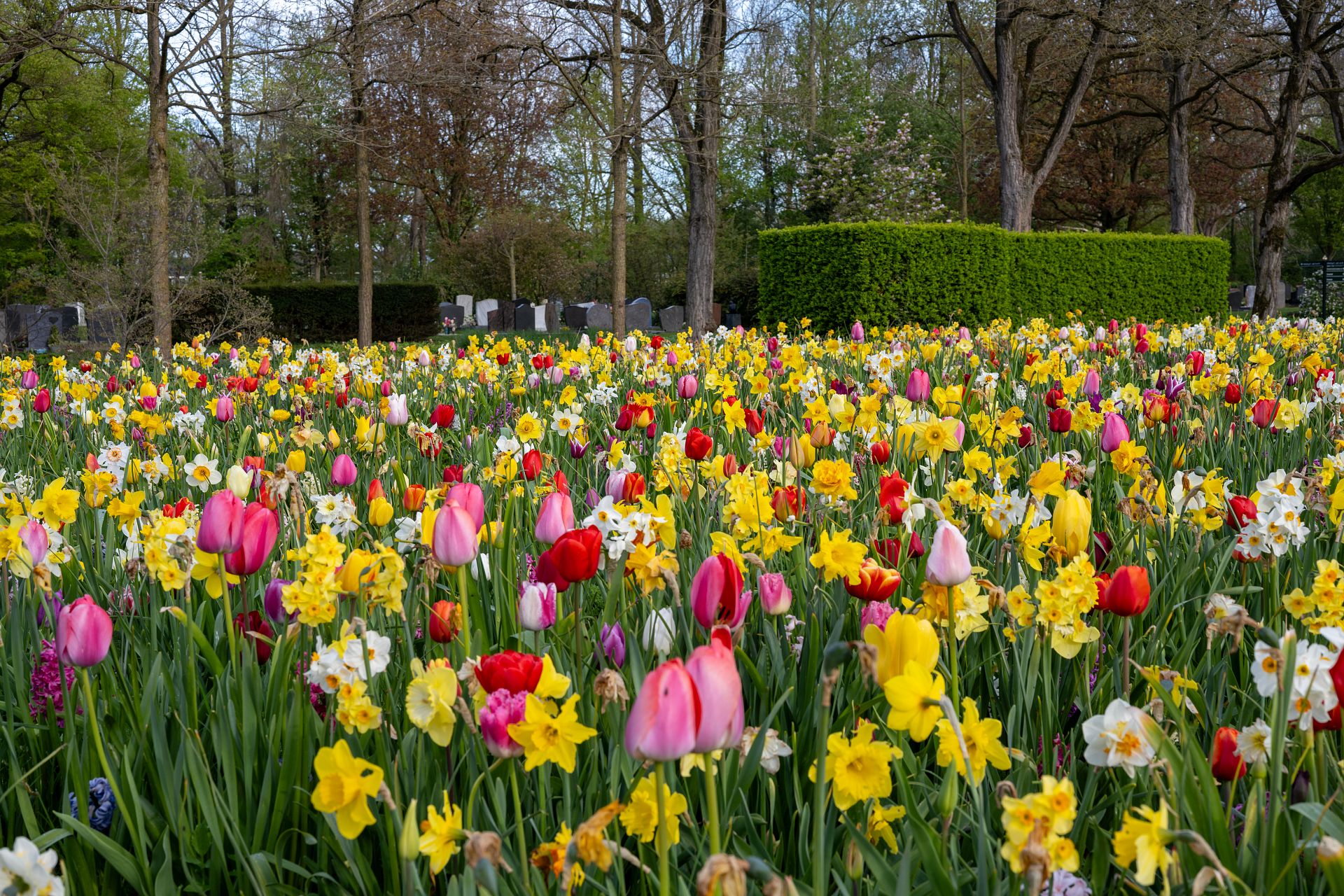 Cementry de Wissel Dronten | Project Lubbe Lisse