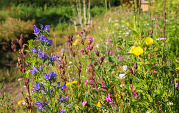 Wadi- en Oever Kruidenmat