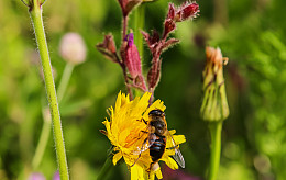 Wadi- en Oever Kruidenmat