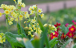 Blütenbogen-Kräutermatte