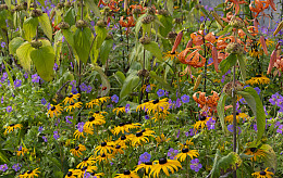 Dauerblüte