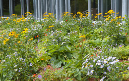 Dauerblüte