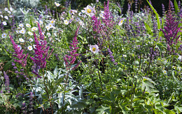 Dauerblüte