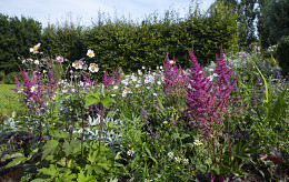 Dauerblüte