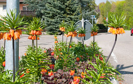 Dauerblüte