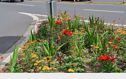 Dauerblüte