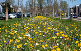 Natürlich blühender Straßenrand