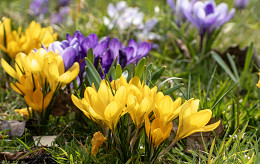 CLOSE-UP