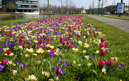 FEBRUARI - MAART