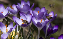 CLOSE-UP