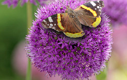 CLOSE-UP