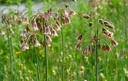 NECTAROSCORDUM