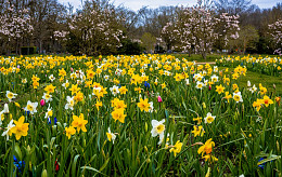 Friedhof De Wissel