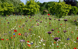 Friedhof De Wissel