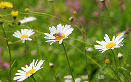 Friedhof De Wissel