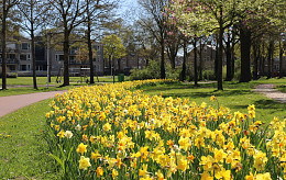Spazierweg in Houten