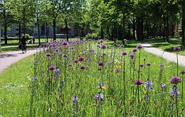 Spazierweg in Houten
