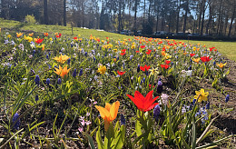 Blühender Ferienpark