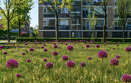 Farbe im Wohnviertel Breda