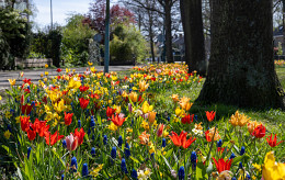 Heel Holland Bloeit