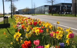 A more colourful and biodiverse future for HoogTij business park
