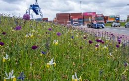 A more colourful and biodiverse future for HoogTij business park