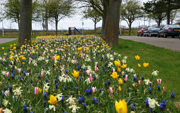 Bestrijding van de eikenprocessierups