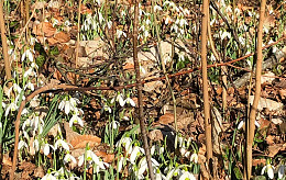 Frühling