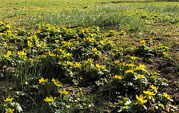 Frühling
