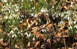 Frühling