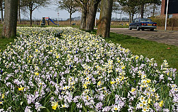 Eikenprocessierups tegengaan: kies voor de natuurlijke vijand!