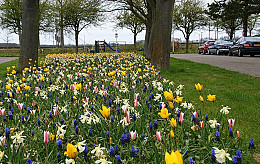 Eikenprocessierups tegengaan: kies voor de natuurlijke vijand!