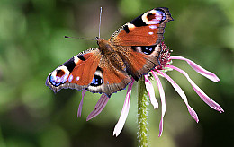 Lubbe Lisse zet zich in voor de vlinder door bloembollenmengsel en bijdrage De Vlinderstichting 