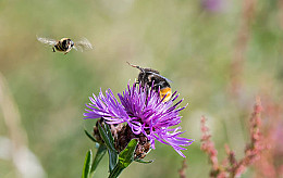 Lubbe Lisse zet zich samen met Honey Highway in voor bloemrijke gemeente bermen