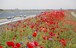 Lubbe Lisse zet zich samen met Honey Highway in voor bloemrijke gemeente bermen