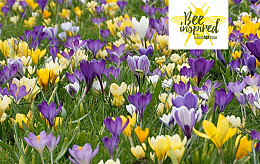 Lubbe Lisse works together with Honey Highway for flower-rich boroughs