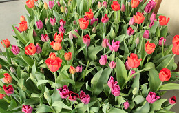 Bezoek Keukenhof 2018