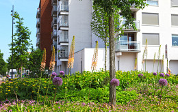 Sommerblüher