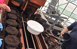 Zonnebloempitten planten voor Schiphol