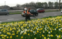 Onderhoud bloembollen en kruiden in de openbare ruimte