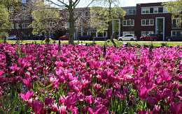 Municipality of Alkmaar