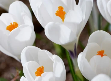 FEBRUARI - MAART