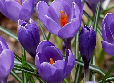 FEBRUARI - MAART