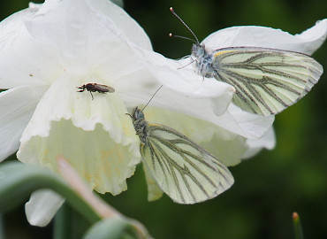 CLOSE-UP