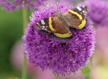 CLOSE-UP