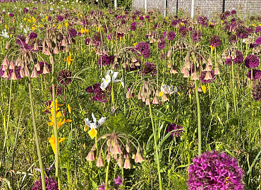 Butterfly mix