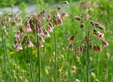 NECTAROSCORDUM